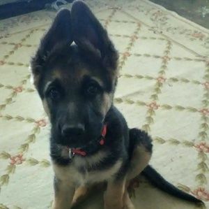 Meet your Posher, Barbara